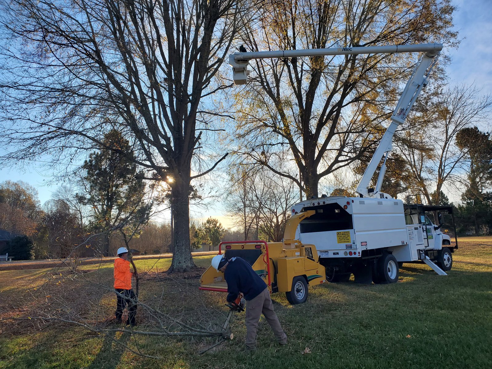 Teo's Tree Service team working on tree removal